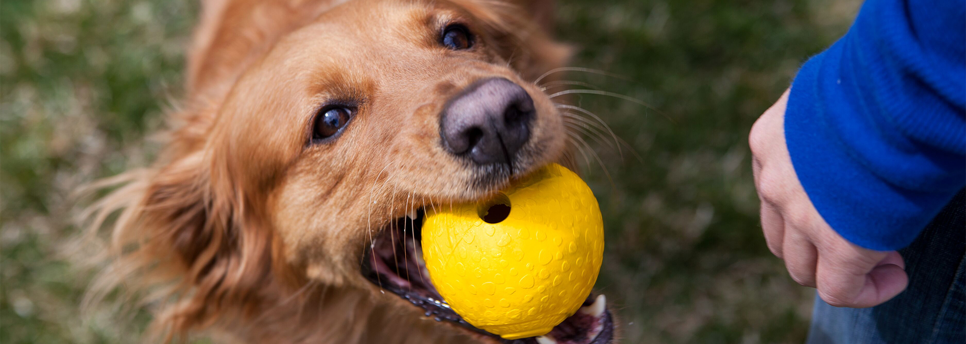 Ultra Durable Dog Toys with Ruffwear